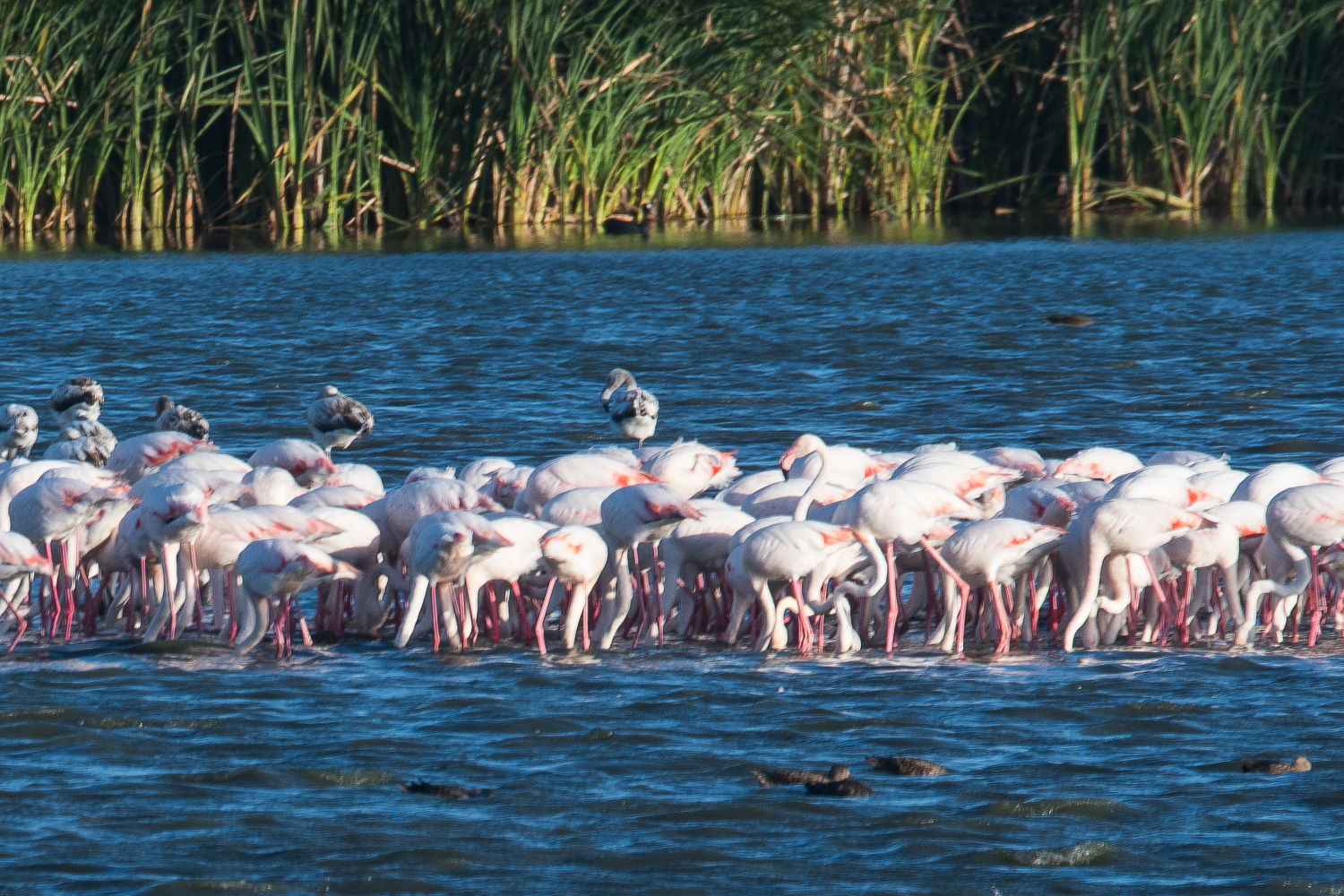 Flamants roses (Greater flamingo, Phoenicopterus roseus) adultes et juvéniles, Strandfontain sewer works.